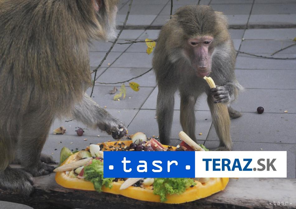 ZOO utratrila 12 pavianov pre premnozenie aktivisti vtrhli do nej
