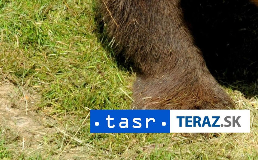 MRTVY MEDVED V POLSKU Zistuju ci ho nezastrelili na Slovensku