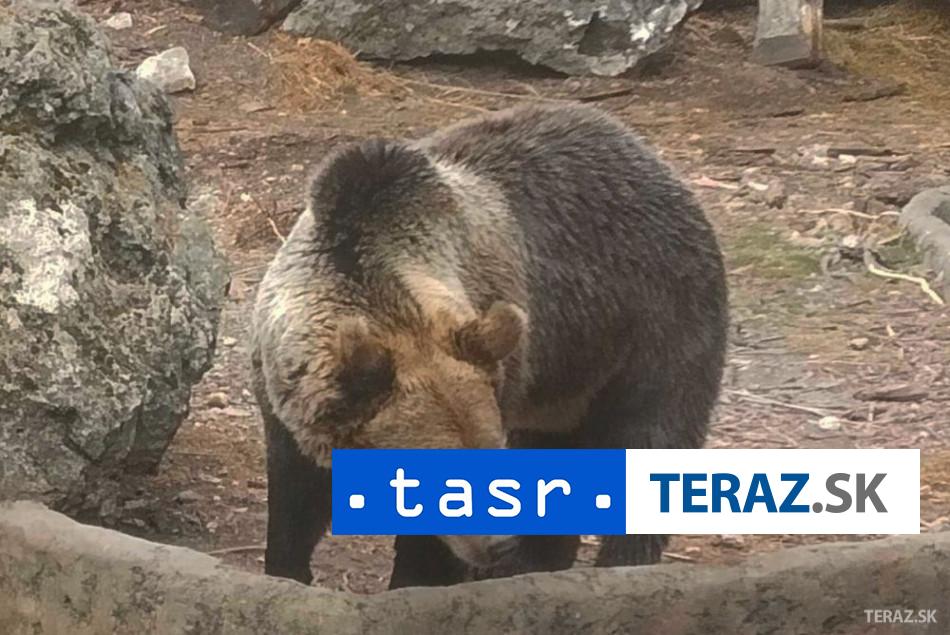 Medvedica s mladatami sa prechadzala mestom v Svite