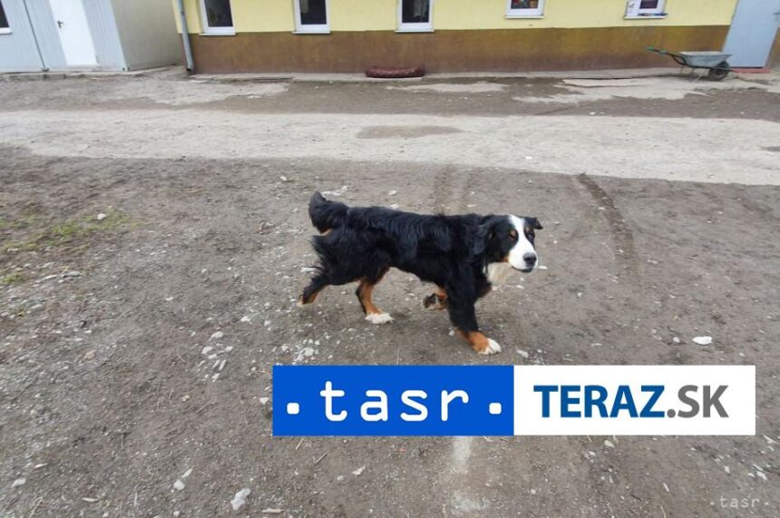 DRAMA VO VELKEJ LOMNICI Pes napadol turistu veterinar zasahoval