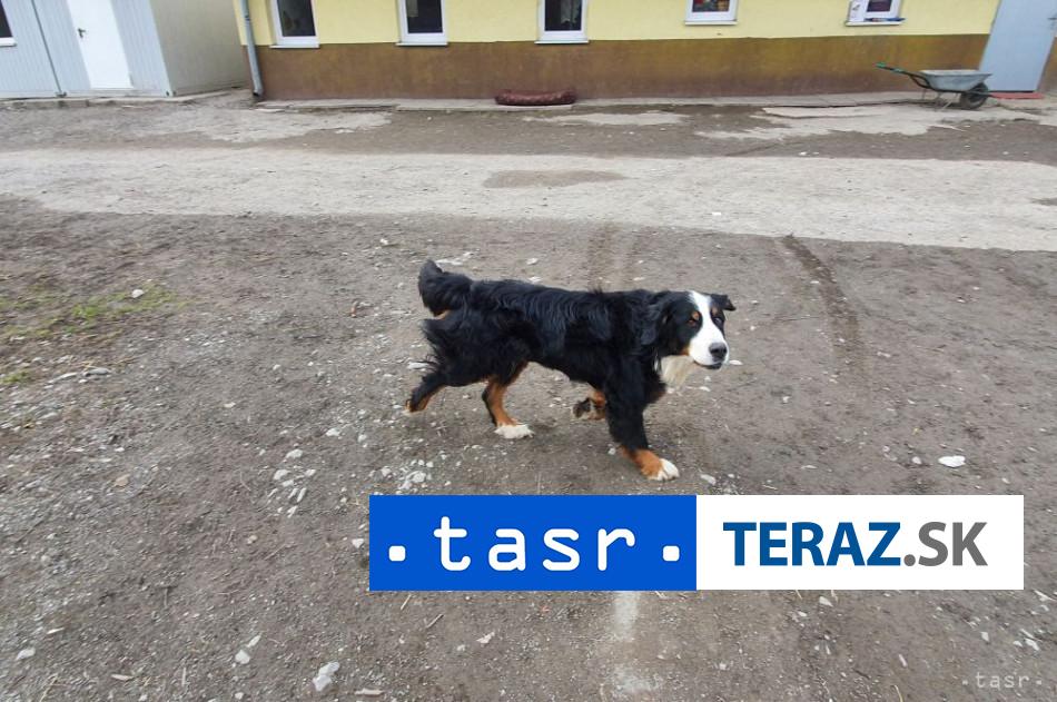 DRAMA VO VELKEJ LOMNICI Pes napadol turistu veterinar zasahoval