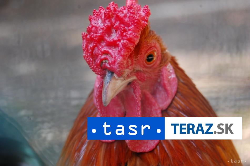 otravny kohut obyvatel prievidze poziadal mestsky urad o ochranu