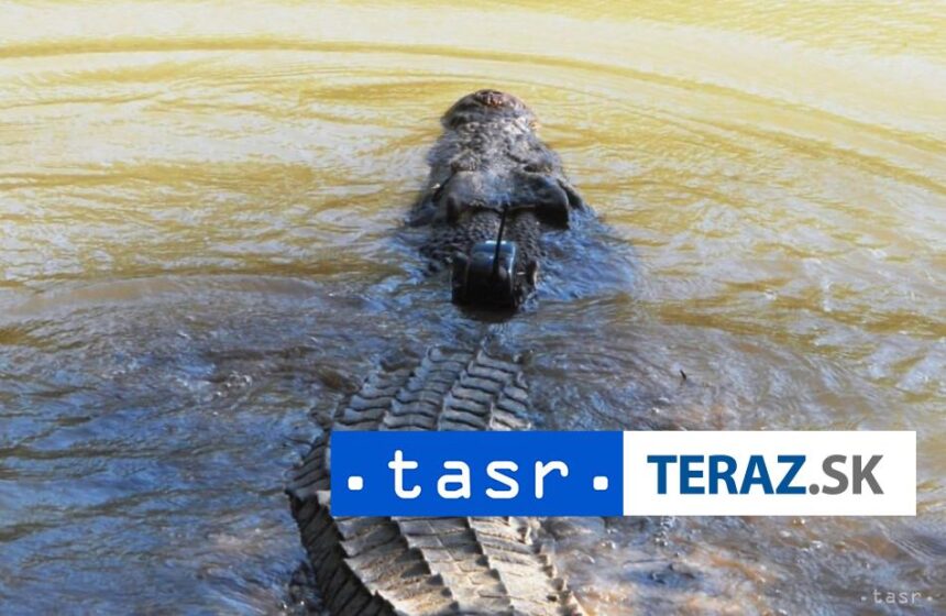 Po zaplavach v Australii ohrozuje ludi zvyseny pocet krokodylov