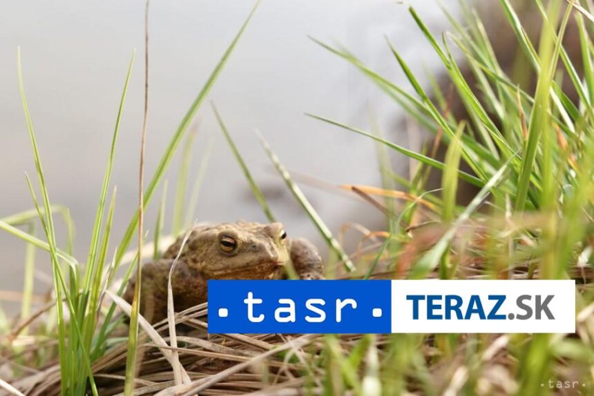 V Peru objavili novy druh zaby ktor nos svoje vajka na chrbte