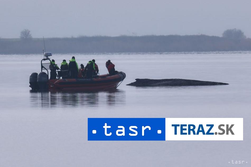 Vraskavec uviaznuty pri pobrezi Baltu je velmi vycerpany zrejme zahynie