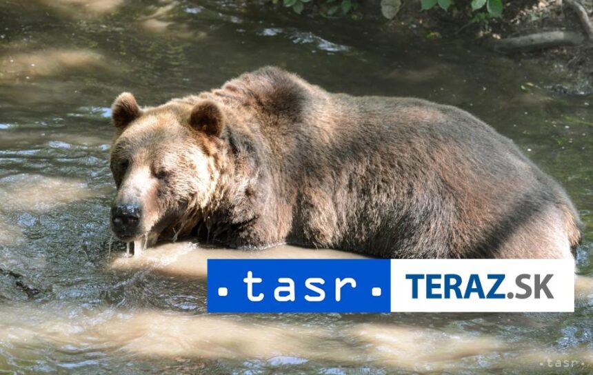 MEDVED PRI ZNAMOM SYSLOVISKU ZASAHOVY TIM VYZYVA NA OBOZRETNOST
