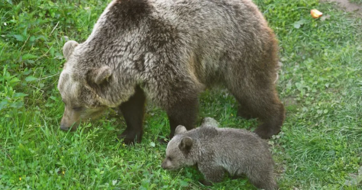 Ochranári evidujú zvýšený počet zásahov v súvislosti s medveďom