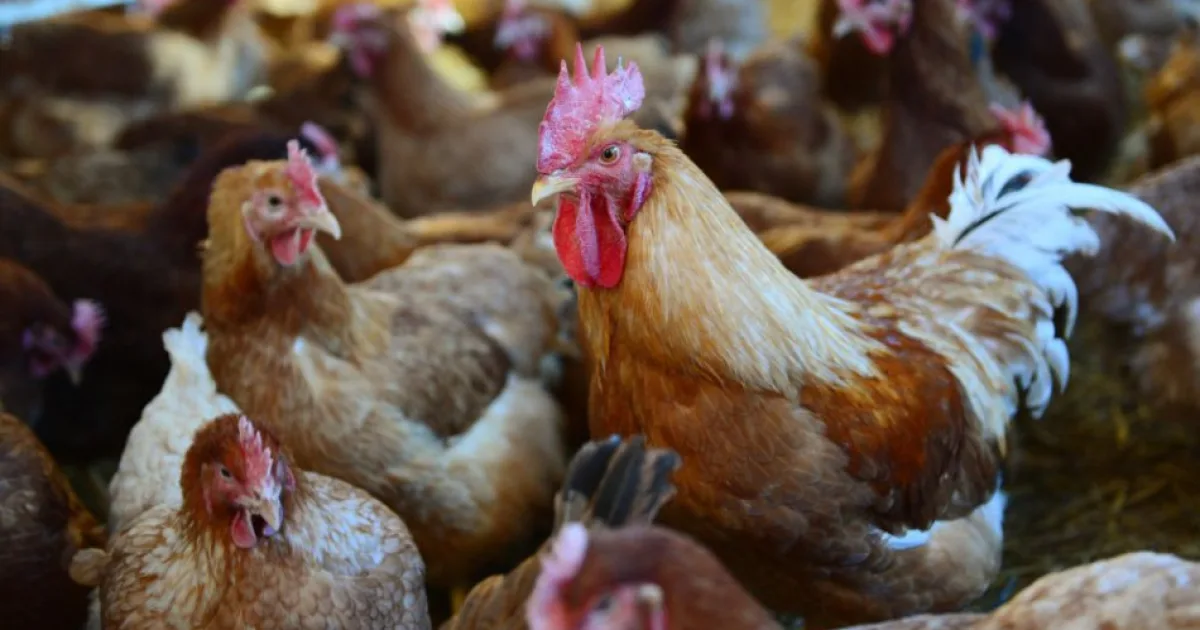Zvieratá načapali na nelegálnej farme uprostred skládky odpadu