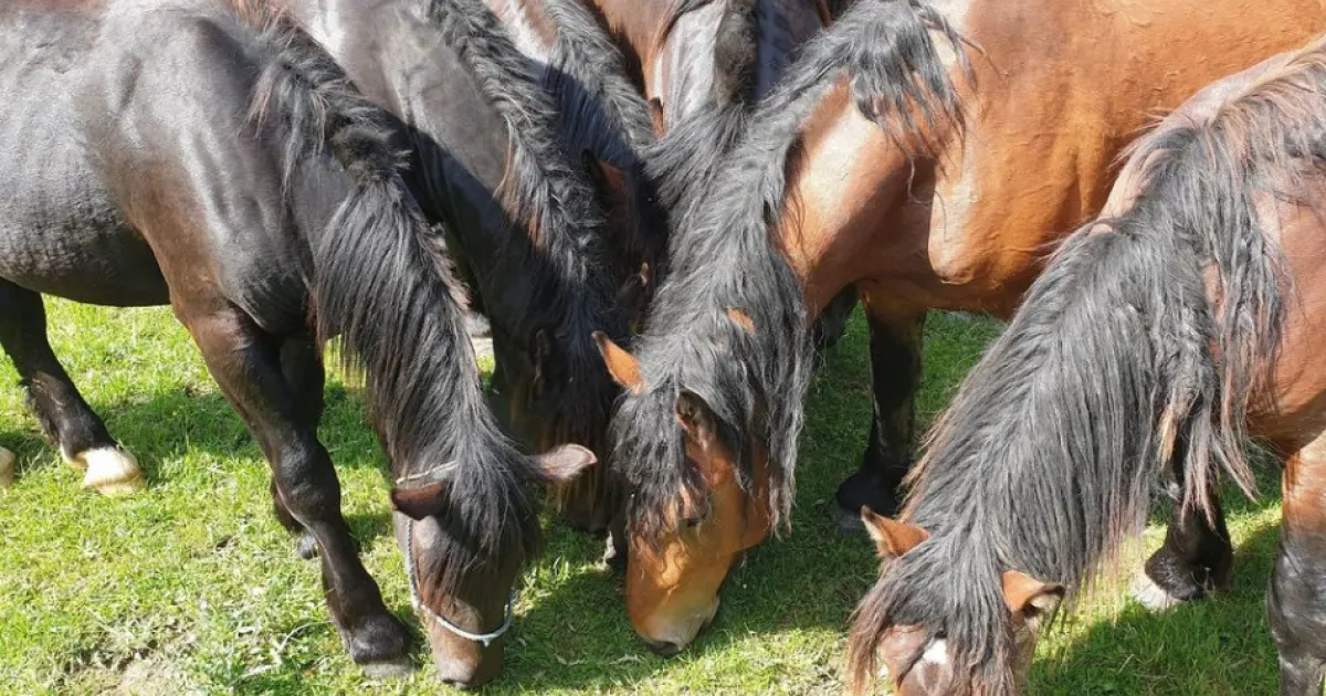 Košický kraj podporil novú atrakciu na Hrešnej