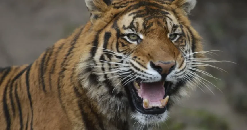 Muža v zoo napadol tiger, utrpel vážne zranenia