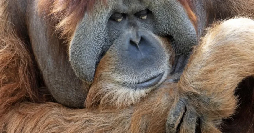 V Indonézii zachránili pred požiarmi desiatky orangutanov